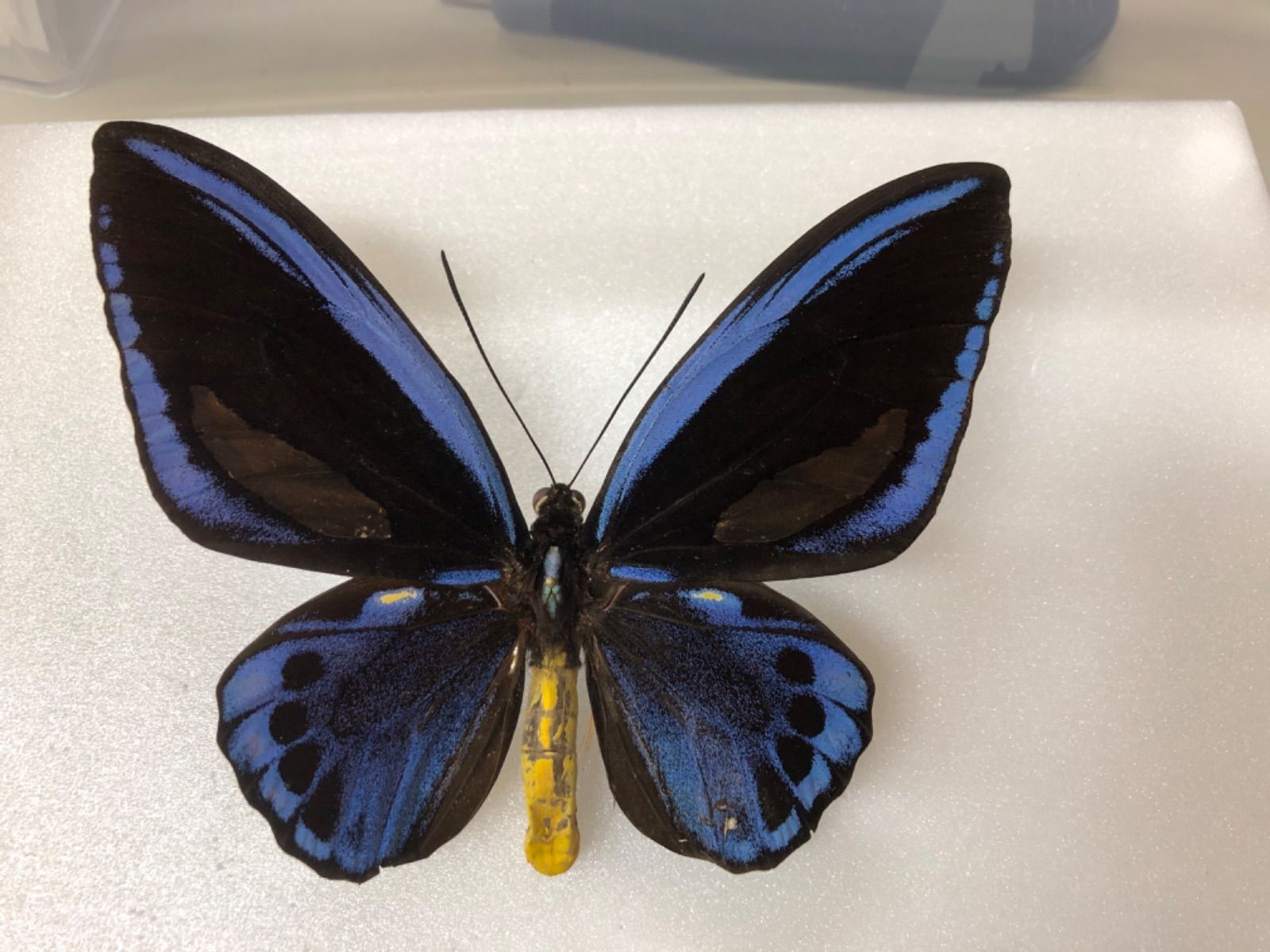 蝶の標本 トリバネチョウの王様(珍珍A) 【公式通販】