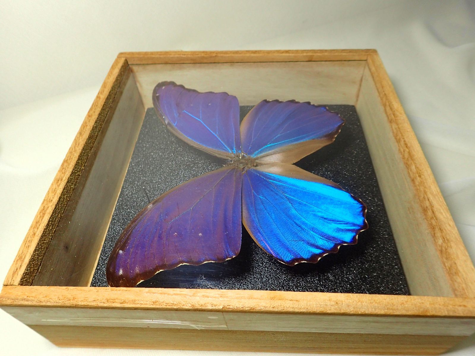 蝶の標本 熱帯の宝石(特珍珍) 【公式通販】