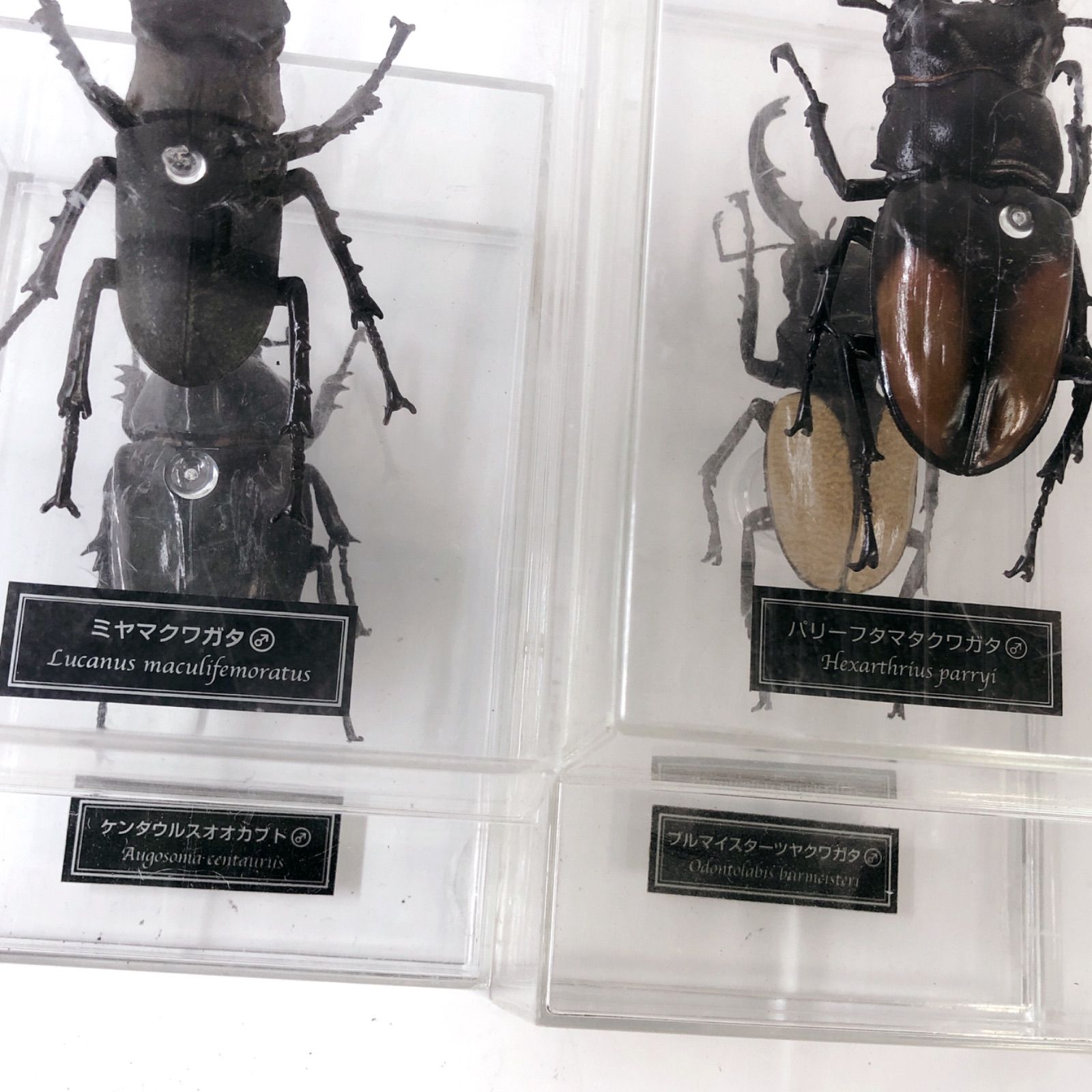 □ 世界の昆虫 64体コンプリート！ ディアゴスティーニ□ I552