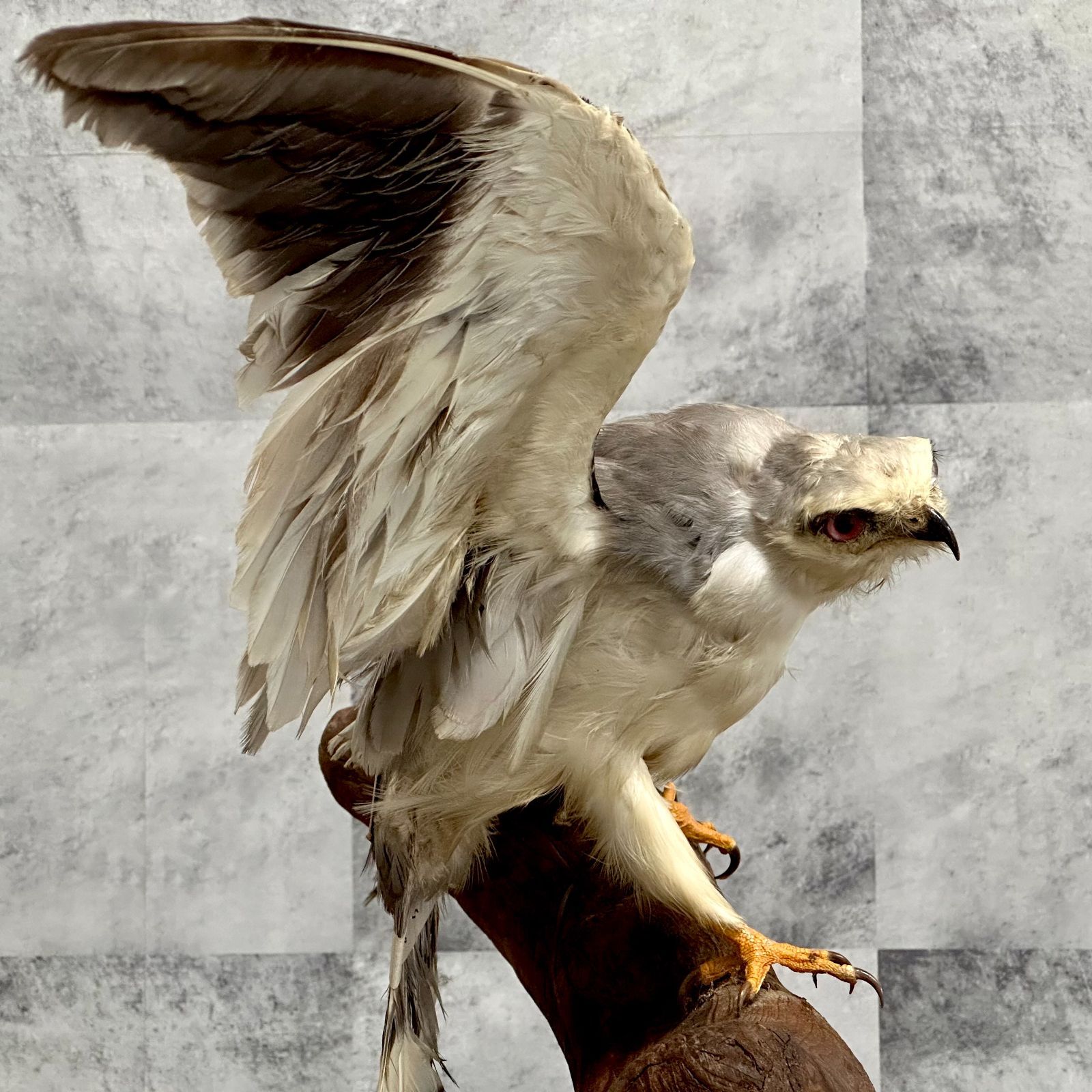 トンビ トビ 剥製 はく製 鳶 カタグロトビ インテリア リユース品