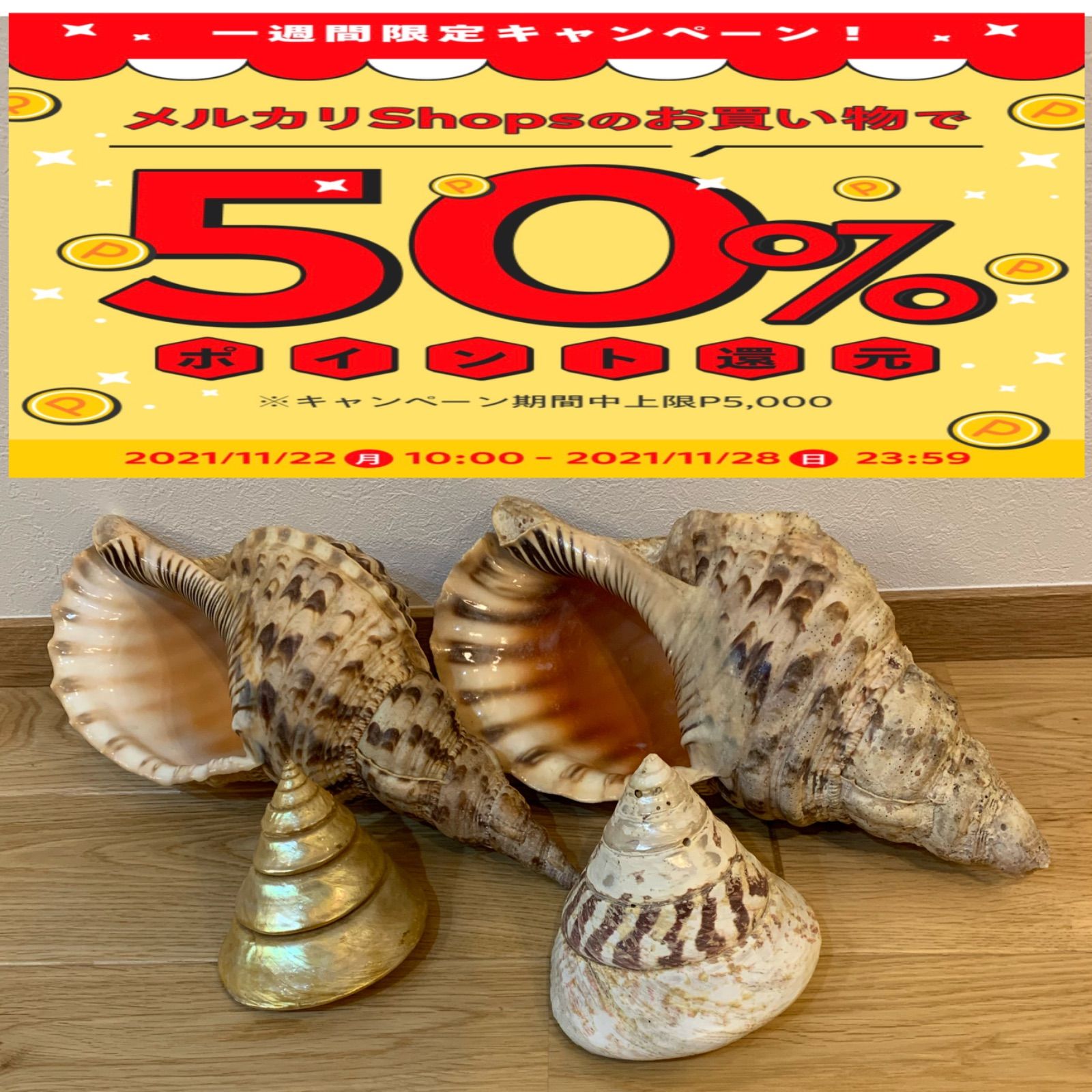 法螺貝 34cmホラ貝 ほら貝 ほらがい 螺貝 ホラガイ 【公式通販】