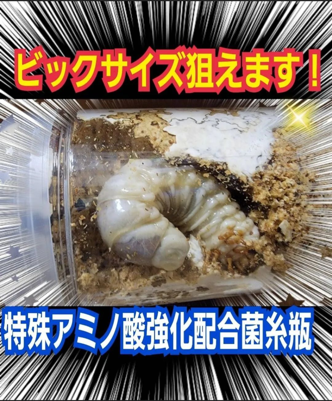 極上！カワラタケ菌糸瓶【10本】特殊アミノ酸強化配合！クワガタ幼虫