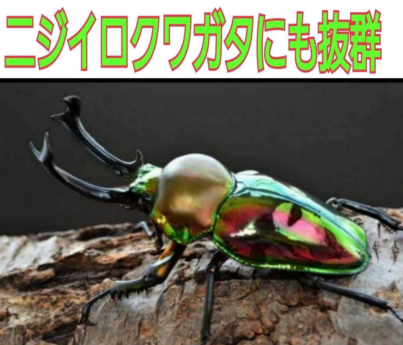 セール 最強の菌糸ボトル【黒アワビタケ】7本セット☆オオクワ、ヒラタ