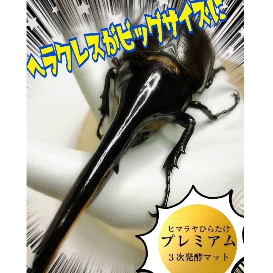 カブトムシ幼虫が大きくなる 改良版 ヒマラヤひらたけ発酵マット【8袋