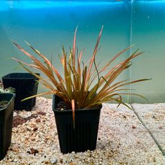 超希少】 ホシクサ・クチホワイト 水中葉1株 アクアリウム 水草 - メルカリ