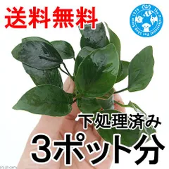 2026年最新】アヌビアスナナの人気アイテム - メルカリ