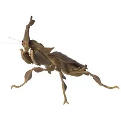 2026年最新】ゴーストマンティスの人気アイテム - メルカリ