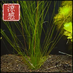 ADAソーシャルフェザーダスター50株 2025年最新】エリオカウロン