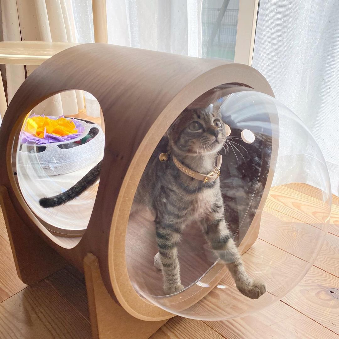 まるで宇宙船！？猫ちゃんのためのおしゃれな木製ベッド 〈 MYZOO