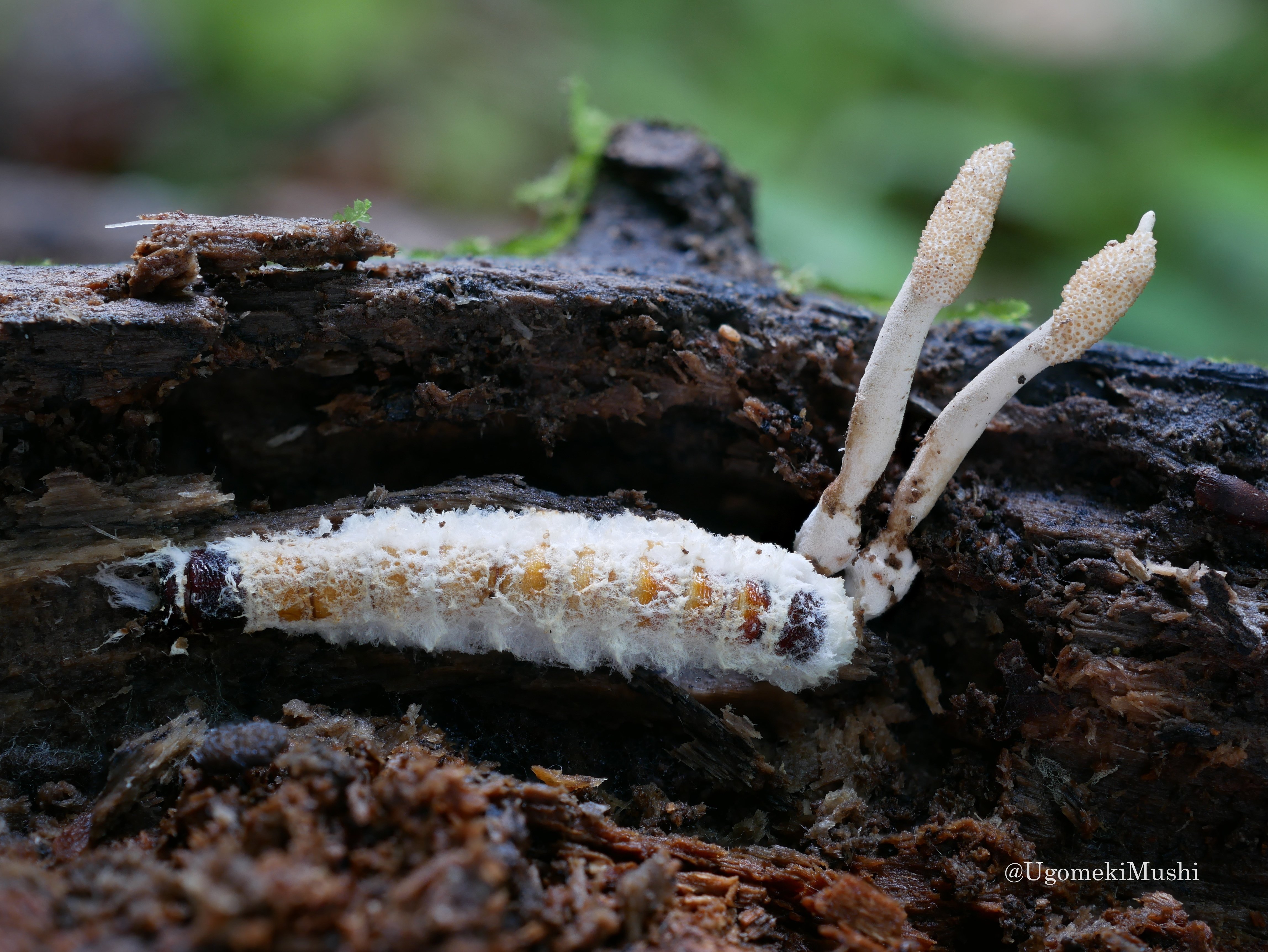 最近見た冬虫夏草｜うごめ紀