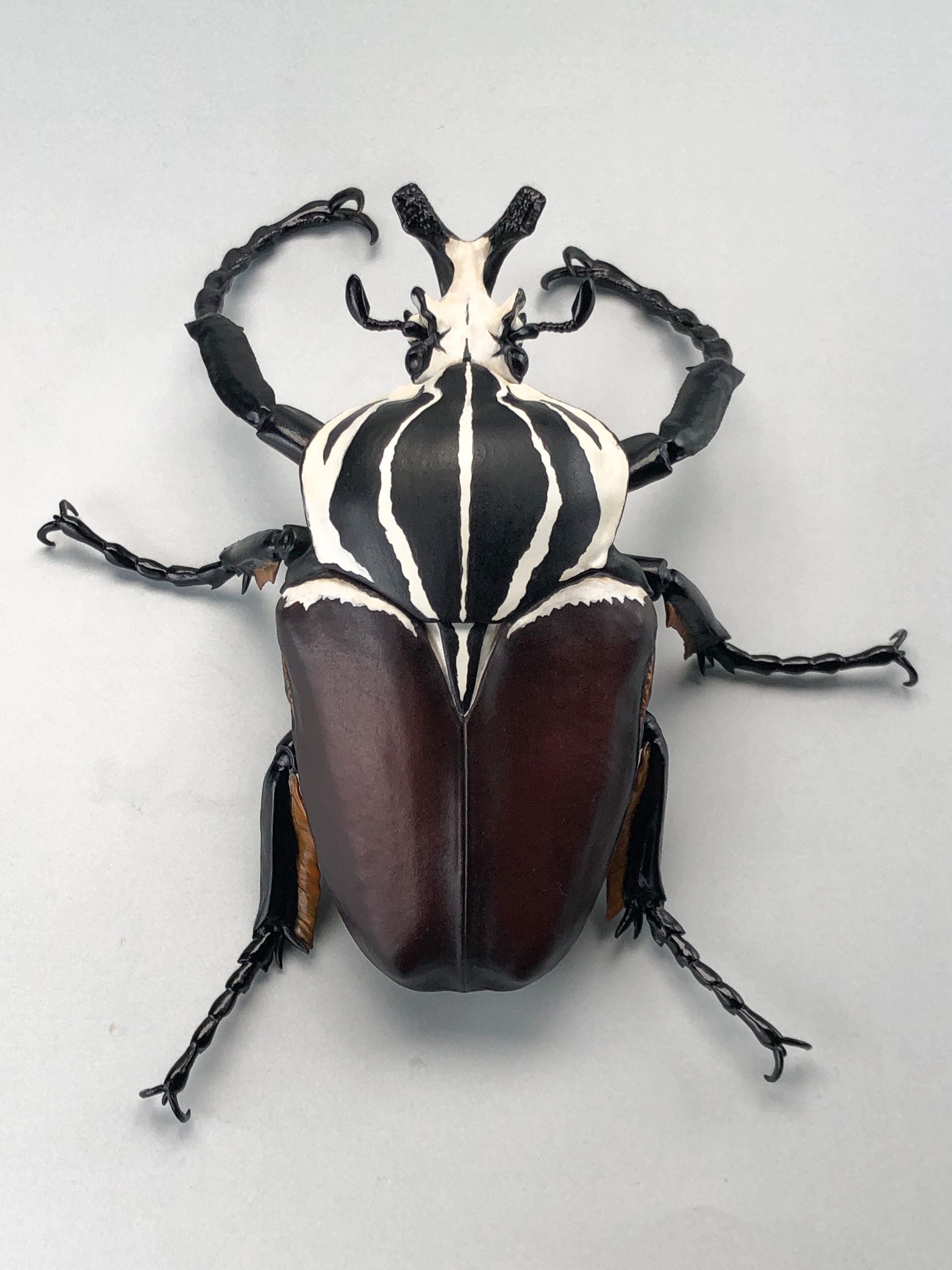 第16話》昆虫界の唯一無二な存在 －福井 敬貴－ 「1／1ゴライアス