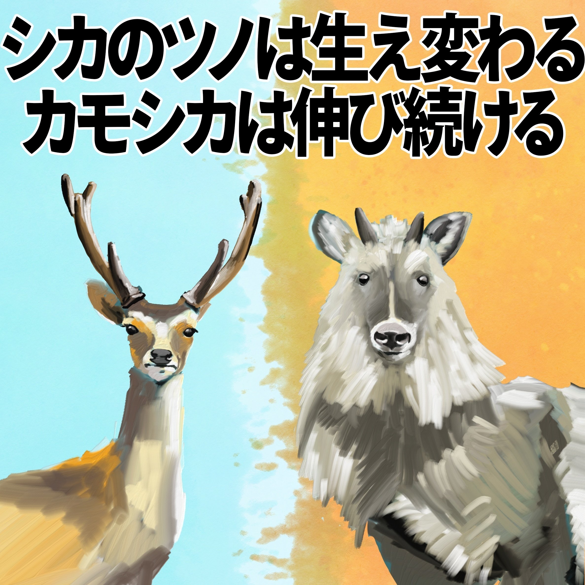 注文 鹿の角 対2組 鹿の角 対2組 【公式通販】