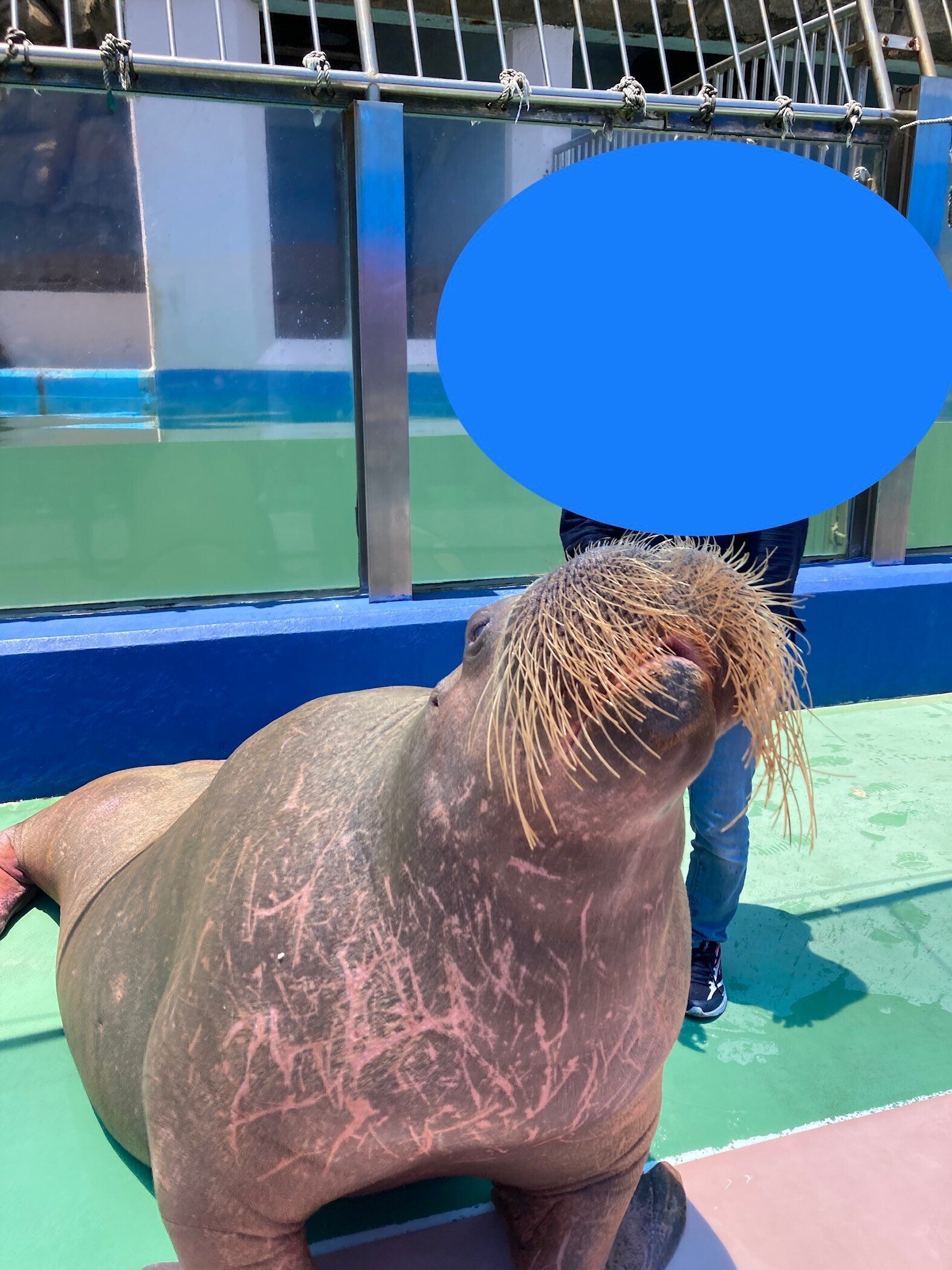 コラム：セイウチの牙｜さなぎ_VBA勉強中