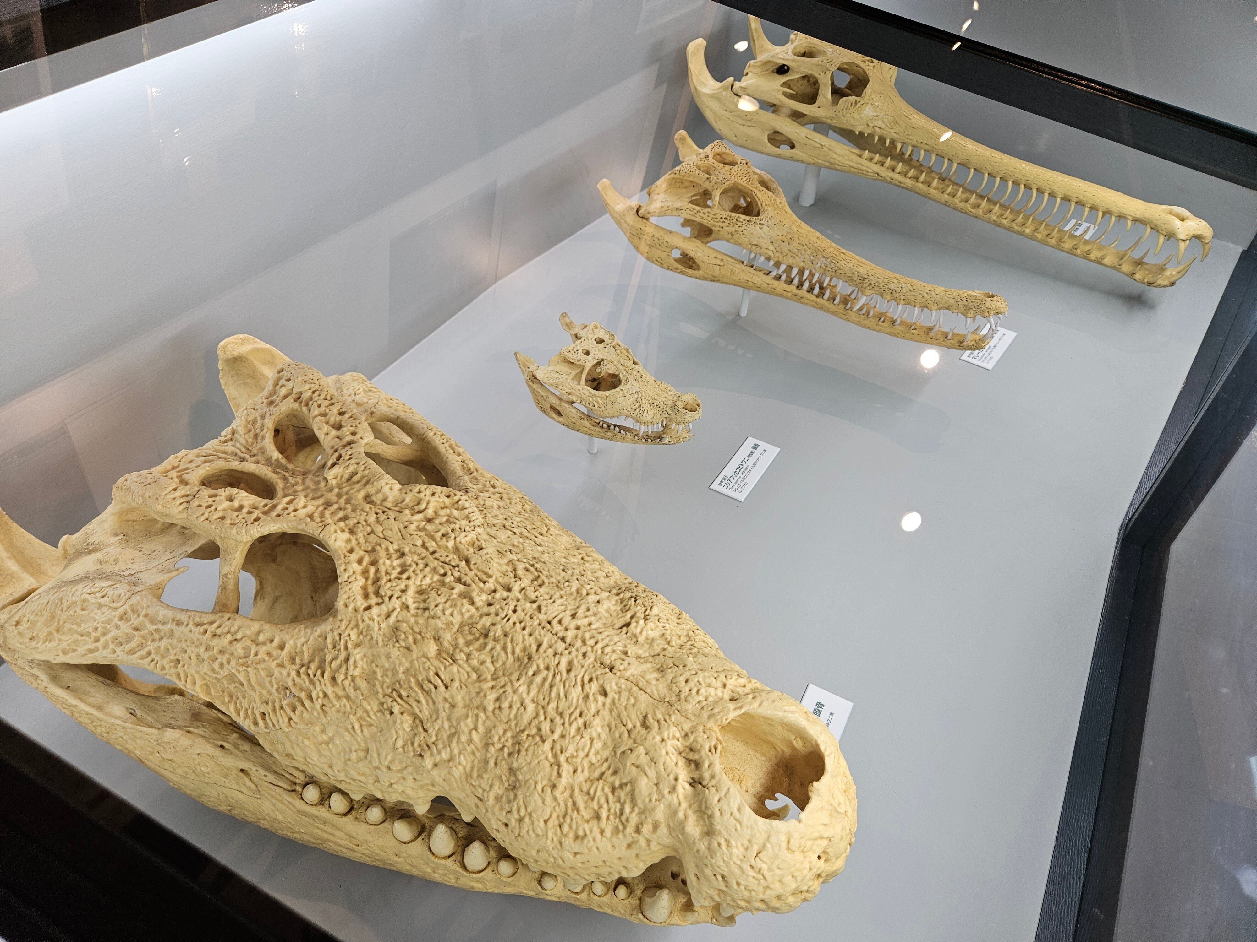 化石標本 絶滅種ワニ類 ディロサウルス 極美麗 化石標本 絶滅種ワニ類