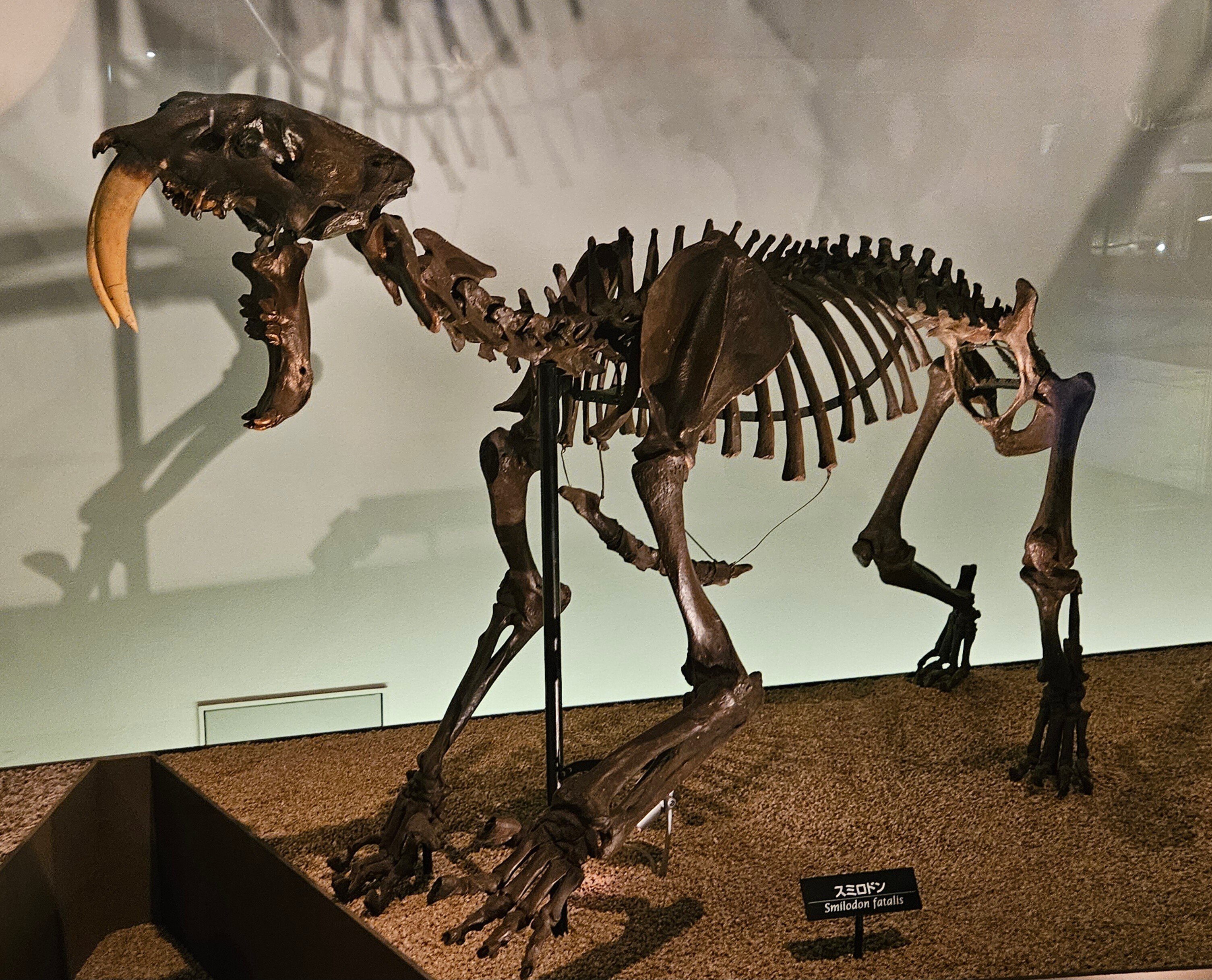 The Lost Universe 古代の巨大ネコ③巨大サーベルタイガー｜美原さつき