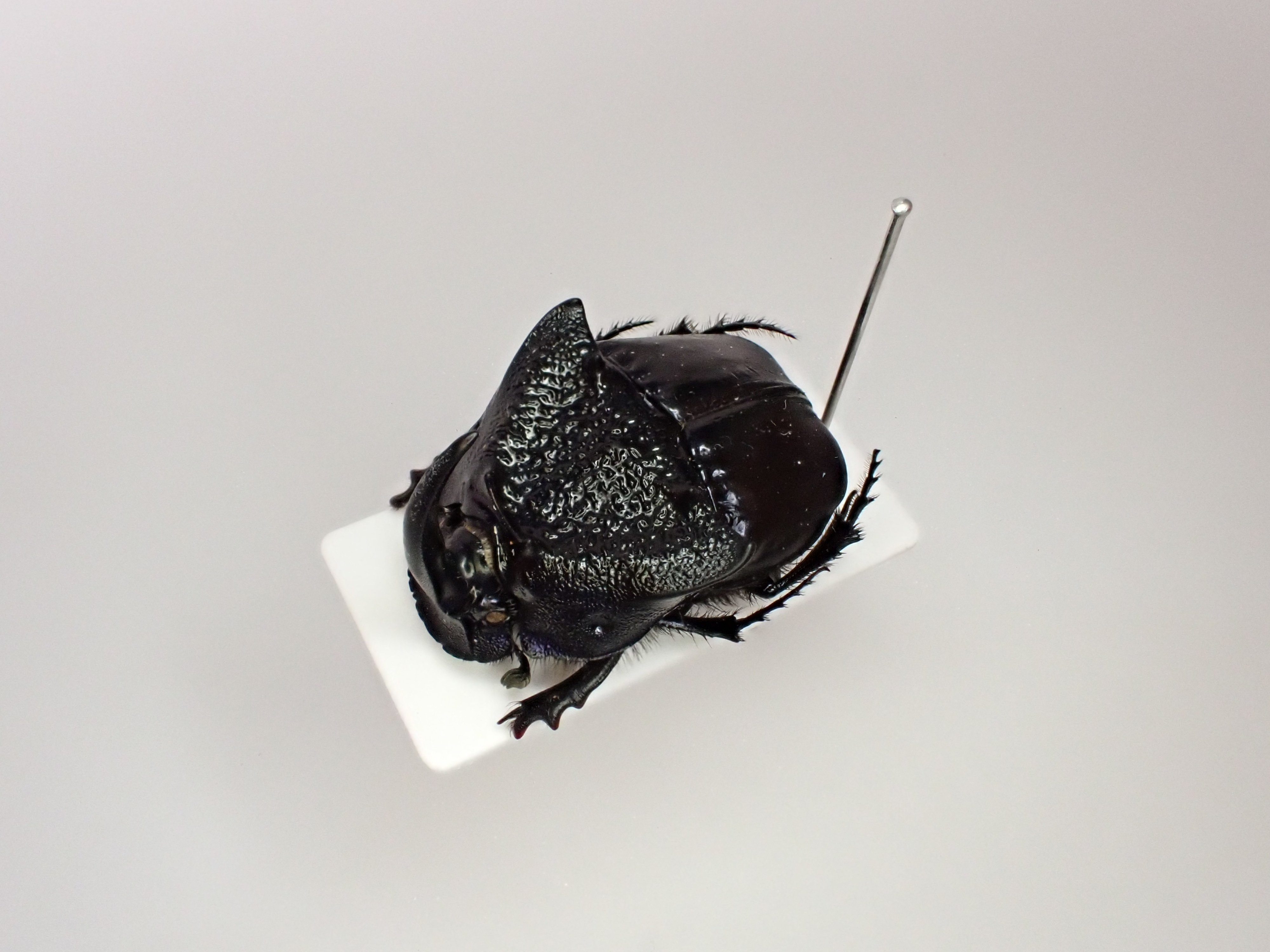 ニジダイコクコガネの魔力｜京庵