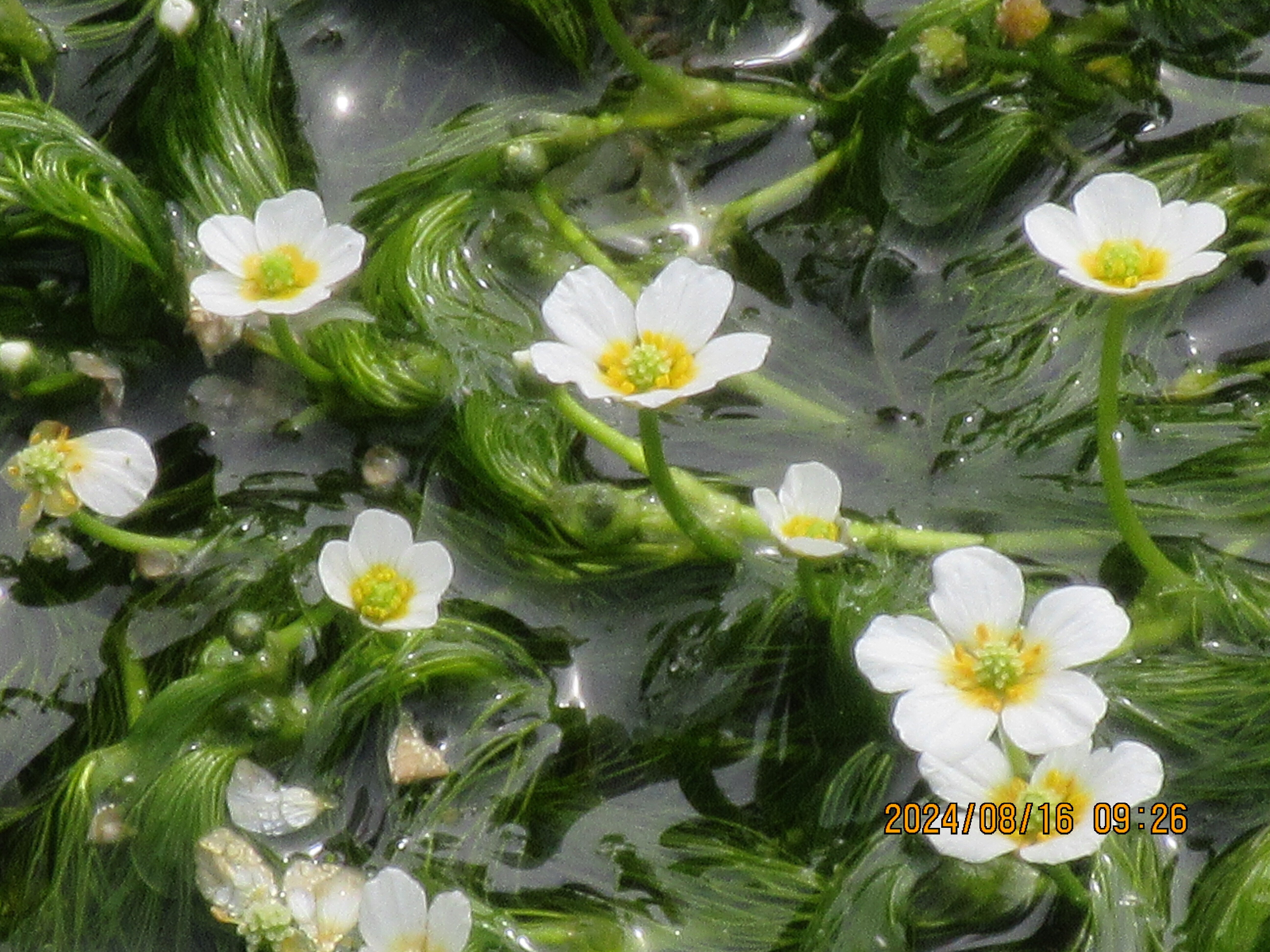 バイカモ（梅花藻）の見学です｜東近江トレイル探訪、繖山・箕作山