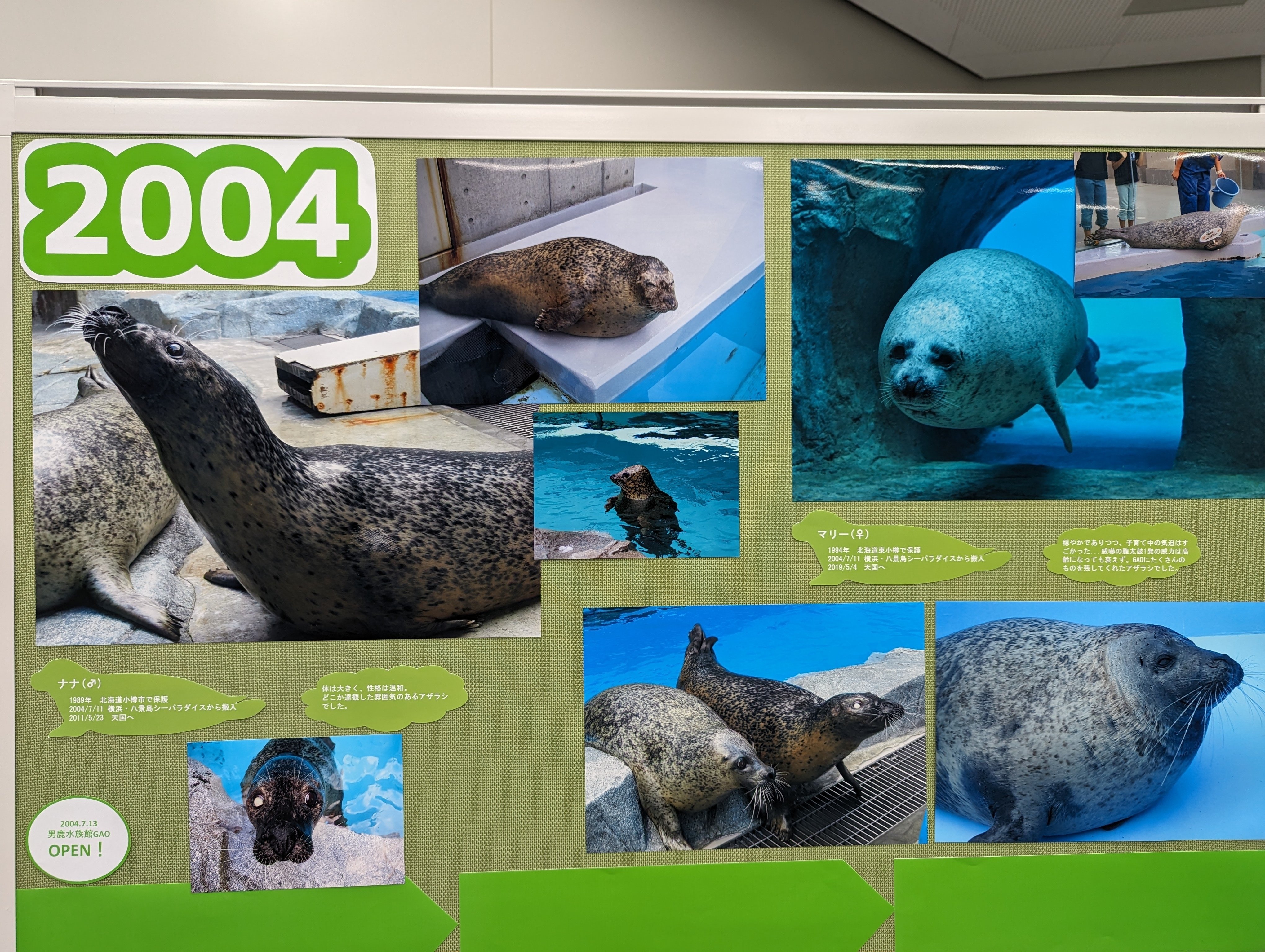 GAOのアザラシ飼育の歴史を振り返り！「アザラシ展」ネタバレ｜ｽｽﾞｷ