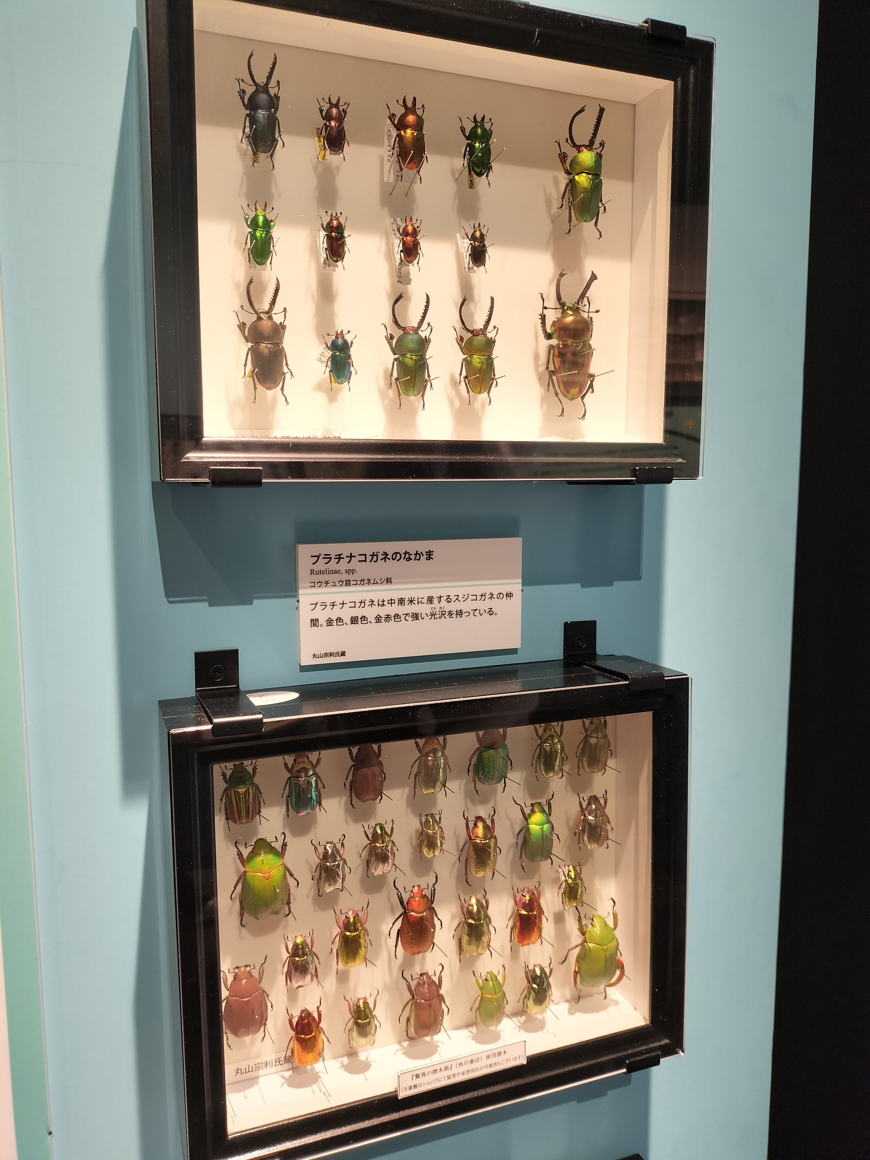 ハチの巣標本 ガラスケース入り