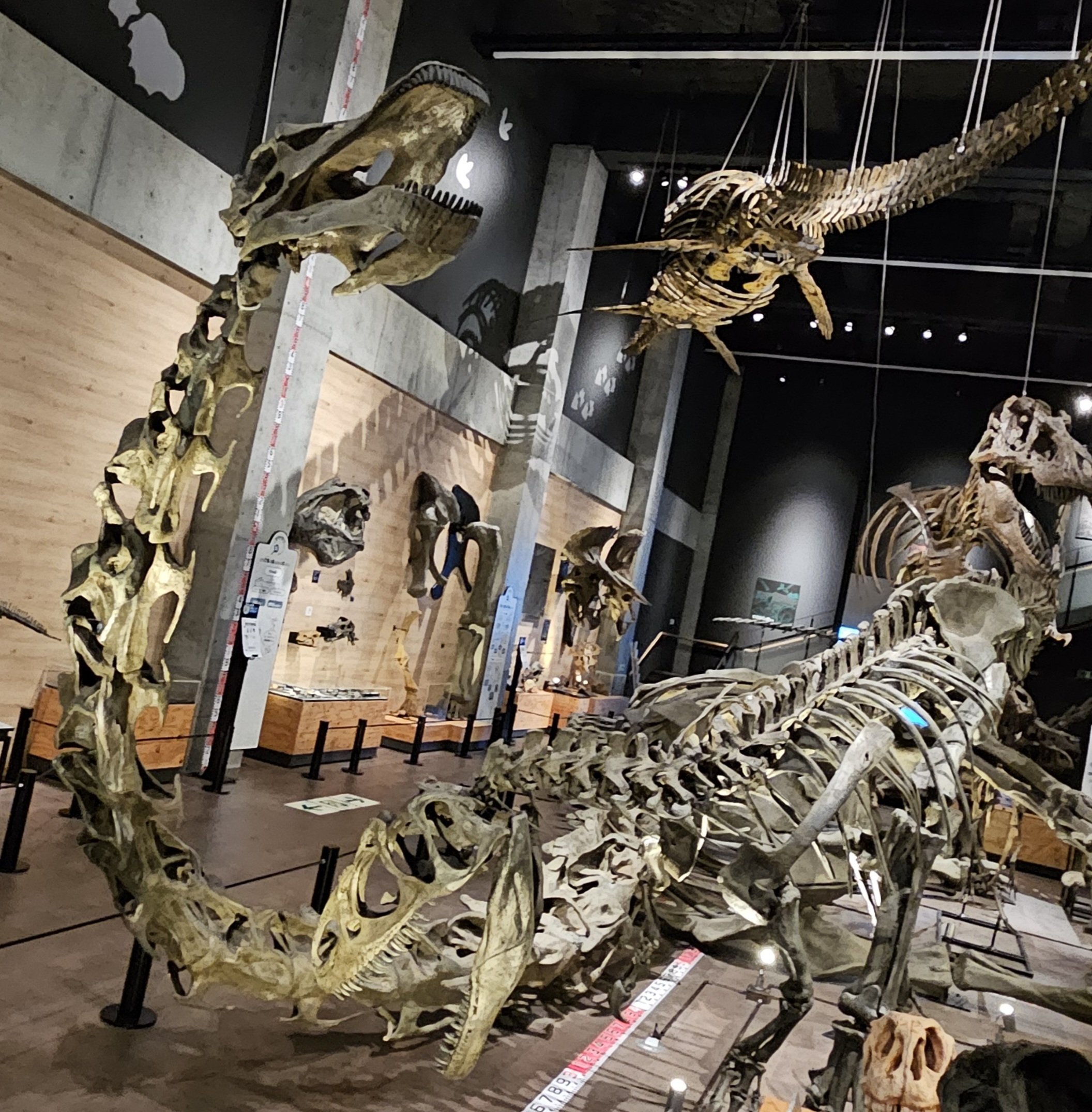 化石 恐竜の足跡 ダブル2個付き！獣脚類（肉食）最高級！大型 博物館