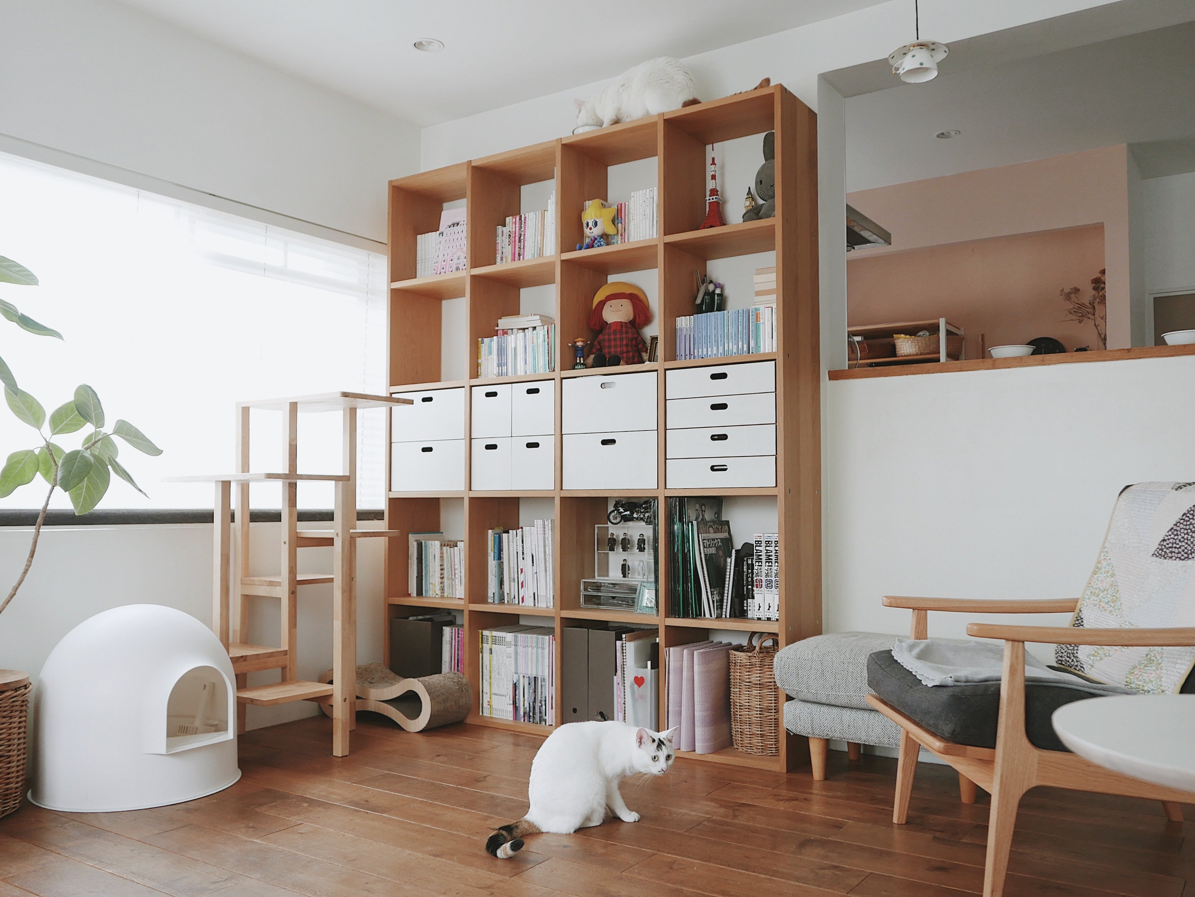 猫と共に安全に暮らす｜hikaru miyakawa