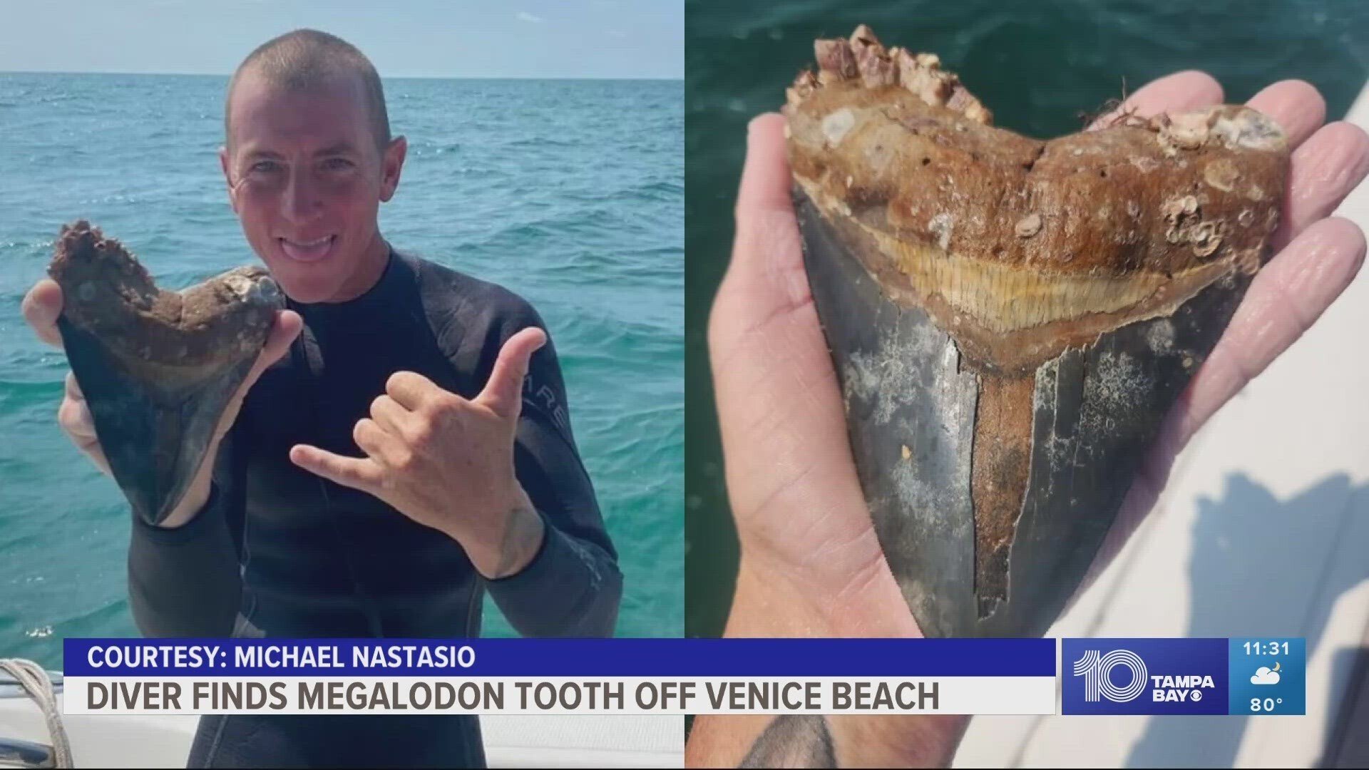 本物 メガロドンの歯 化石 サメ 10cm アメリカ合衆国 本物 メガロドン