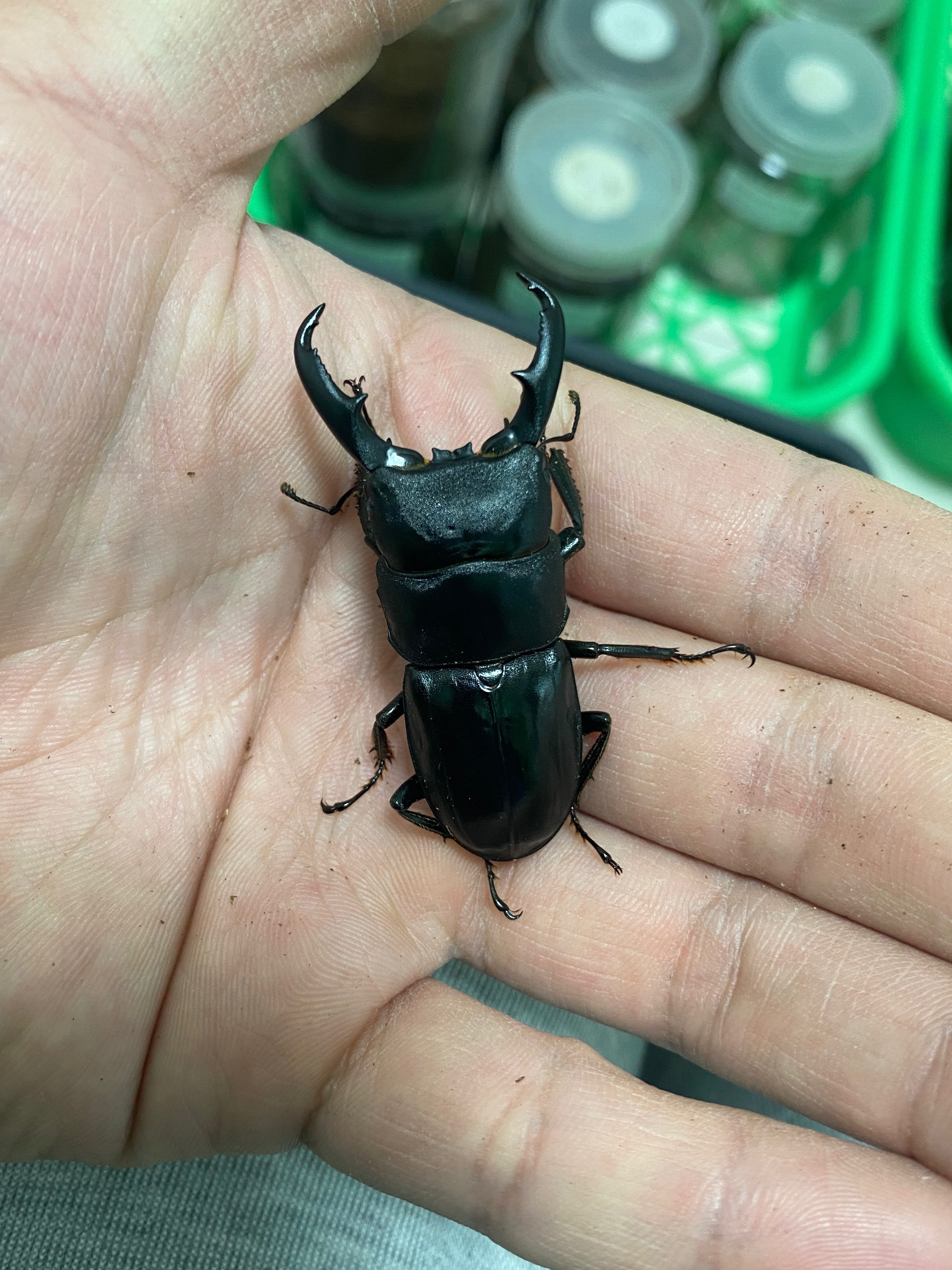 ハチジョウヒラタ飼育記録feat.2024八丈島採集｜SORA