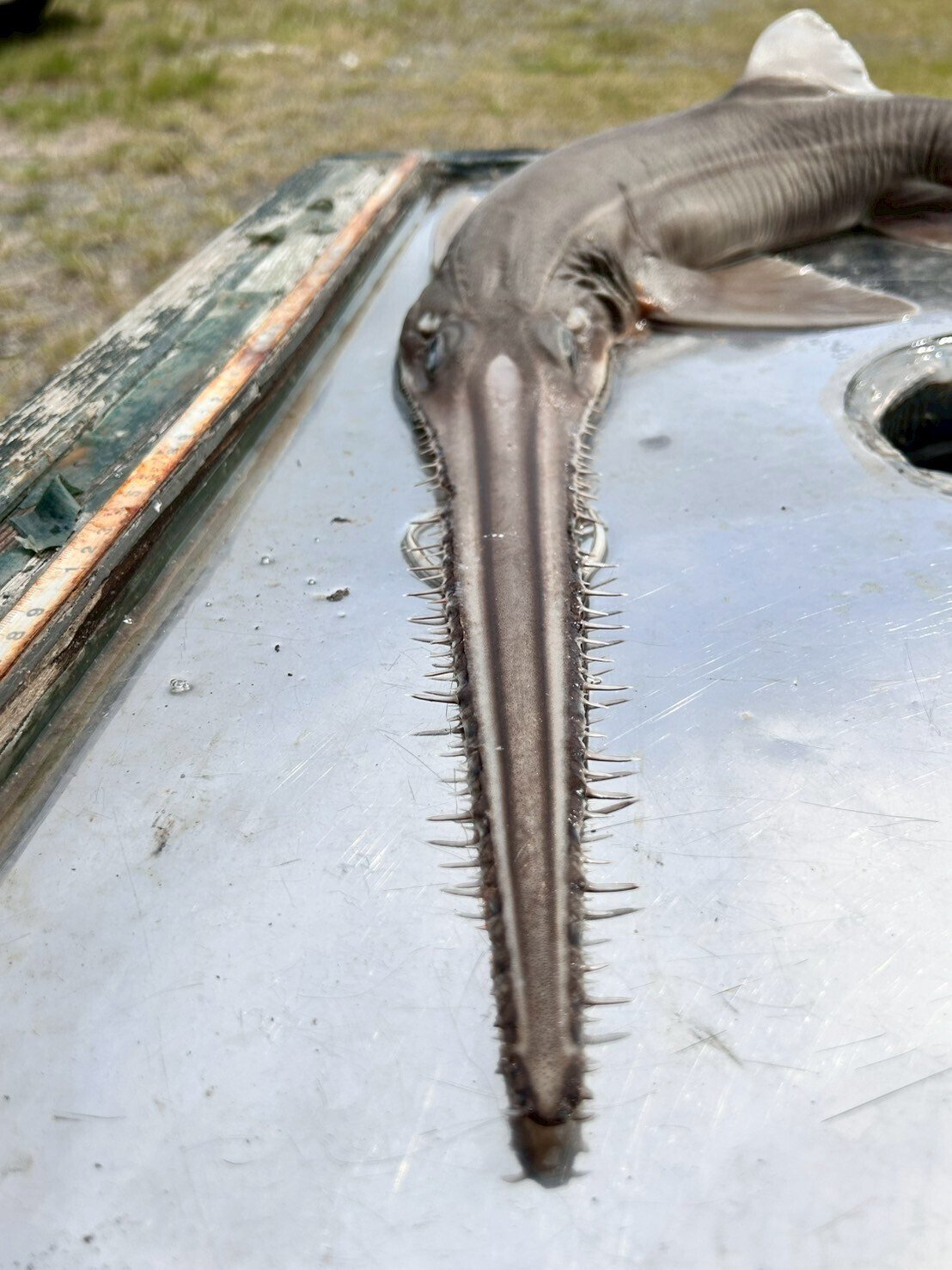 ノコギリザメ 骨格標本 標本解説③（ノコギリザメ）｜とある海洋学部生