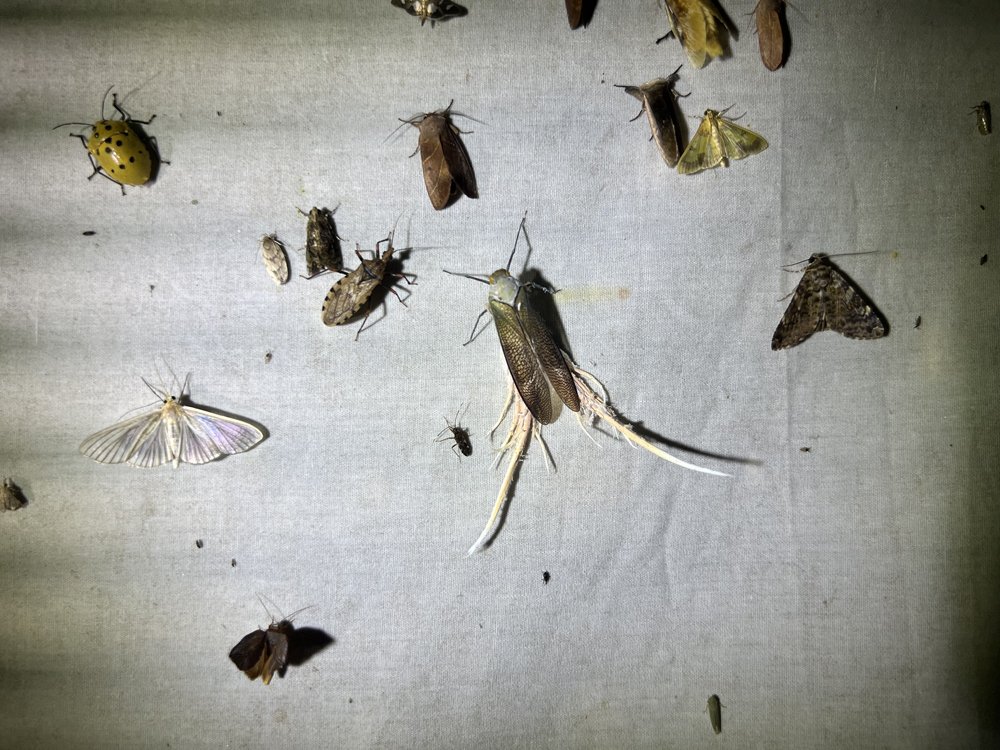 世界のウスバ「5種」 【公式通販】