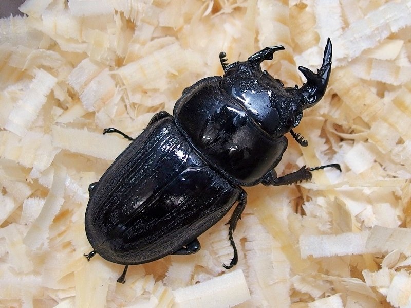 雌雄モザイクのクルビデンスオオクワガタ｜AKECHI