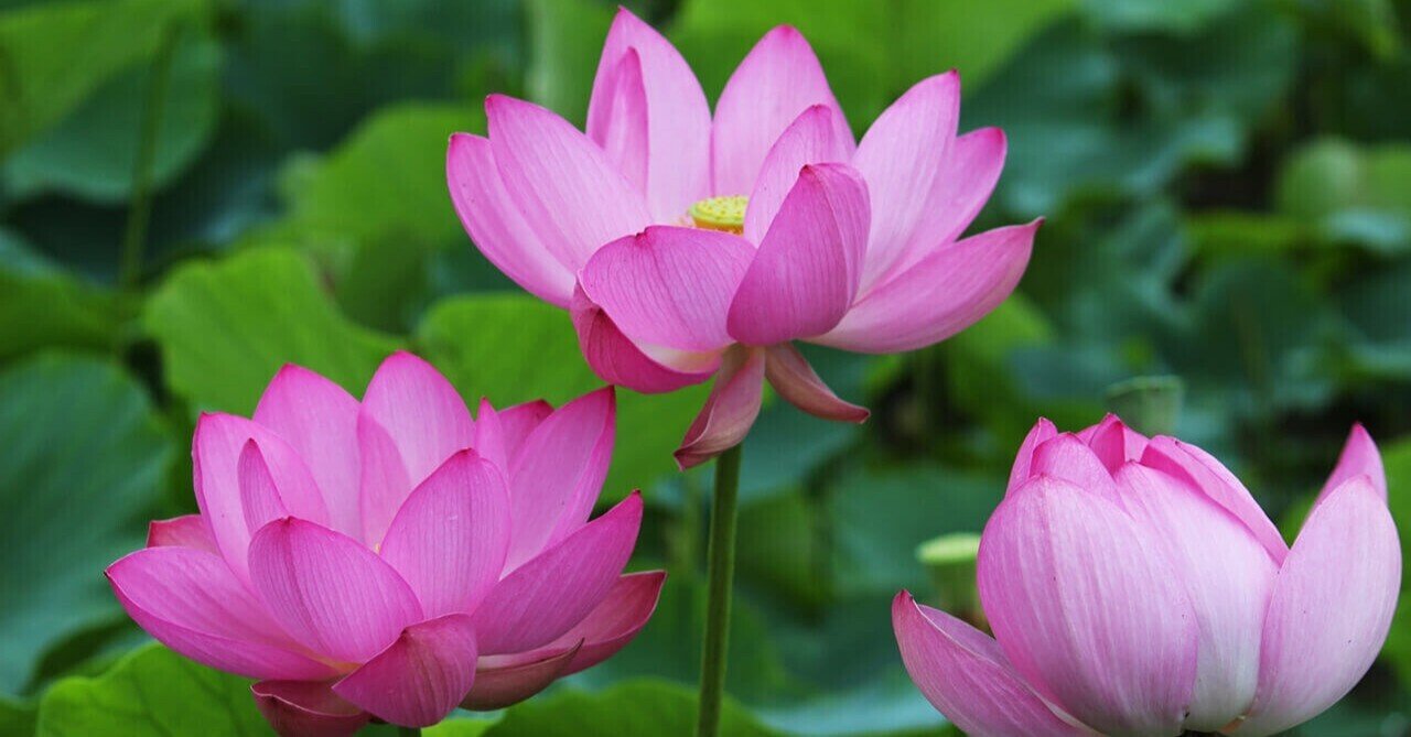 水生動植物公園 花蓮の里】宮津・日ヶ谷の里山に咲く大輪の蓮｜宮津市広報