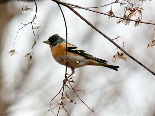 第1920回 鳥の英名で思いつくこと ⑵｜翆野 大地