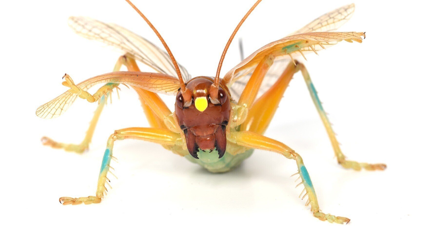 オバケコトギス 樹脂標本 リオック レジン オバケコオロギ