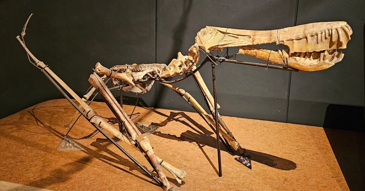 翼竜の歯 化石 翼竜（プテロサウル）