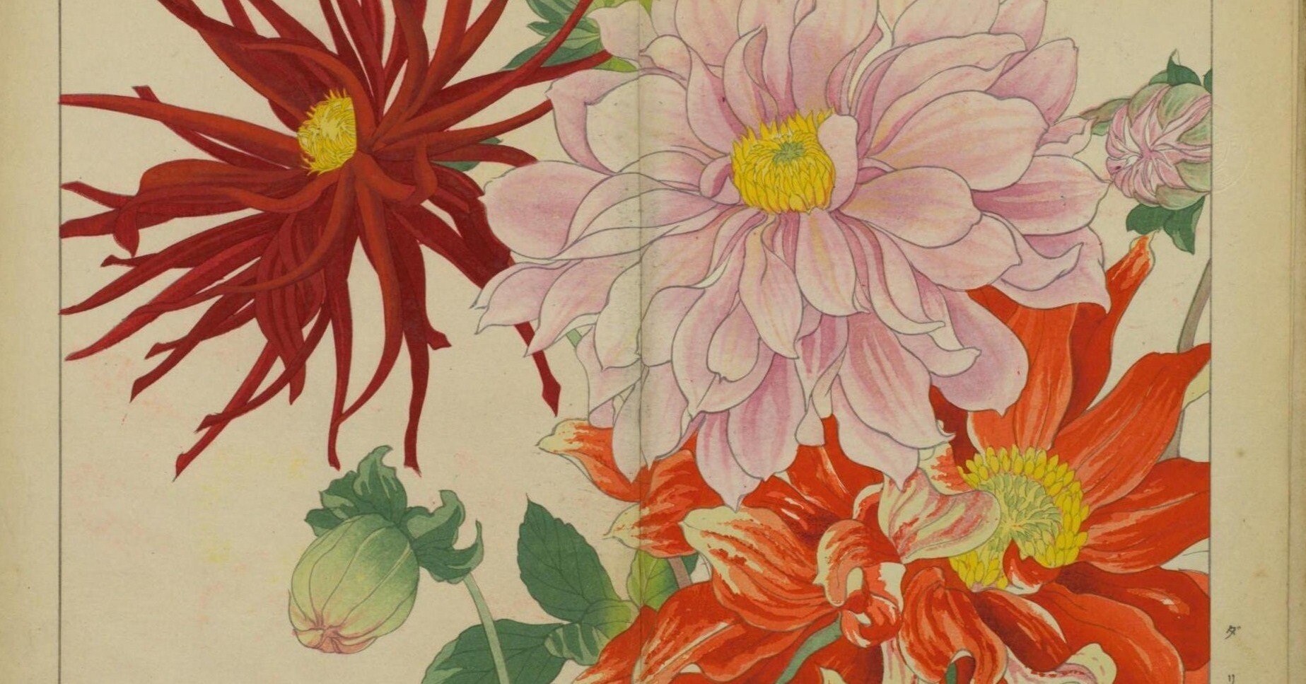 西洋草花図譜 夏之部 貮｜日本花卉文化株式会社