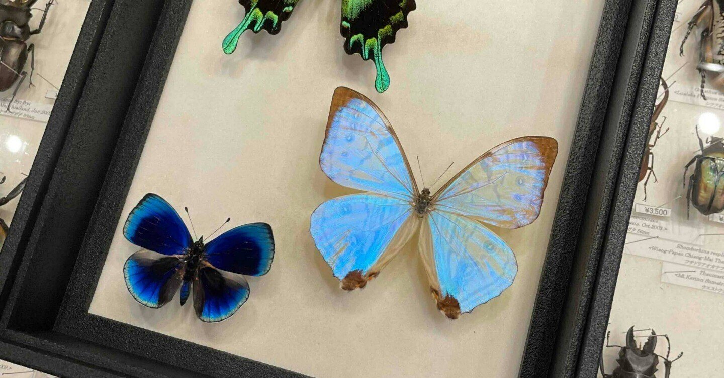 発色良！ パルナシウス ノミオン コイワヤイ 蝶 標本 発色良