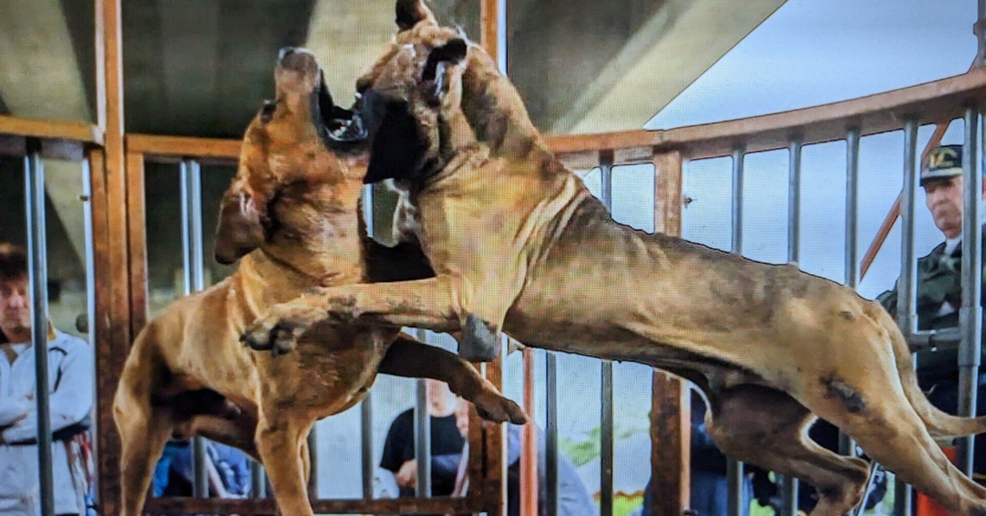 土佐犬の特徴・性格 最新価格と飼い方｜いぬのきもち 犬