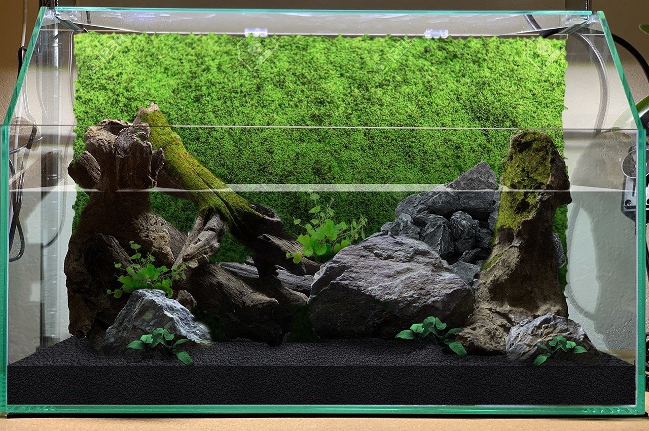 はじめてのアクアテラリウム水槽【その1：工程まとめ編】｜マミヤシンスケ
