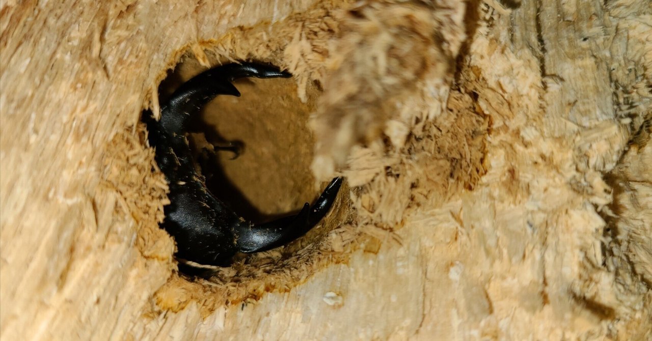 f*t様 オオクワガタ F0 材割成虫採集個体70.7㎜ f*t