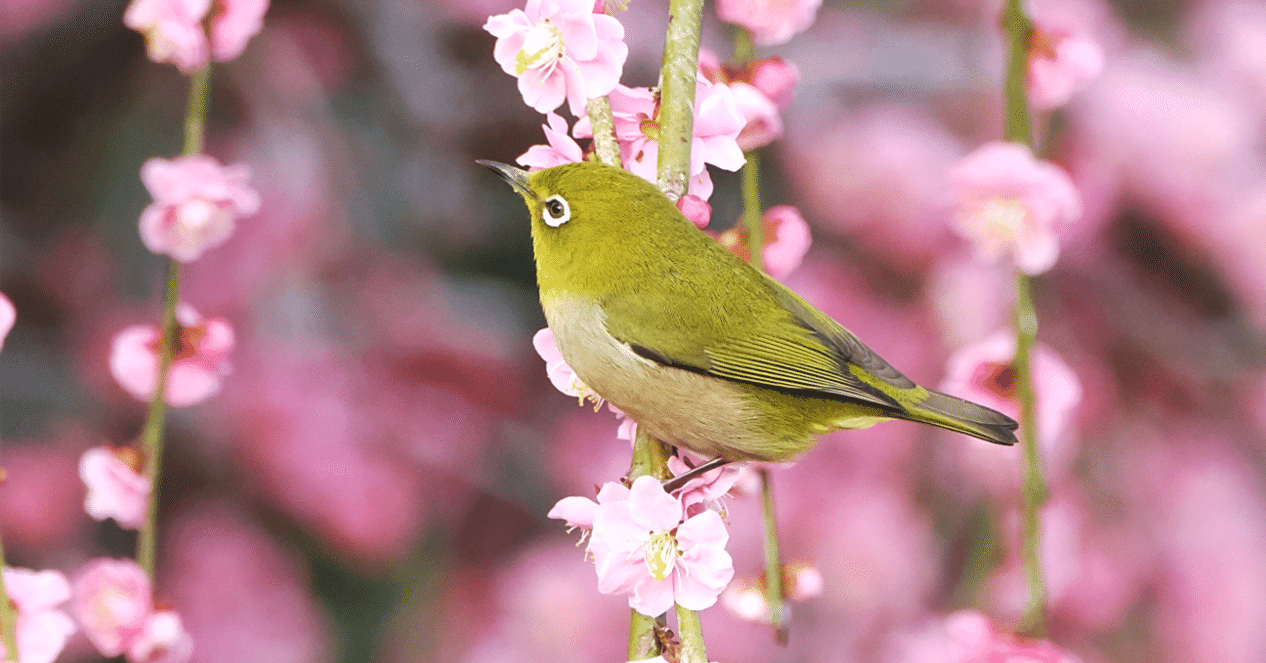 bf986529f28979026a4efb3f2b8cd9