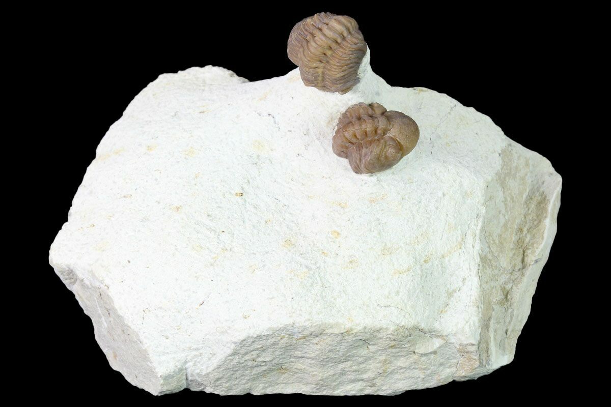 Two Paciphacops Trilobites - Black Cat Mountain, Oklahoma (#168854