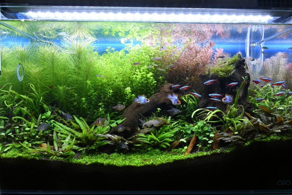 アクア製品レビュー：連邦軍の新兵器? ADA アクアスカイ・ムーン 601