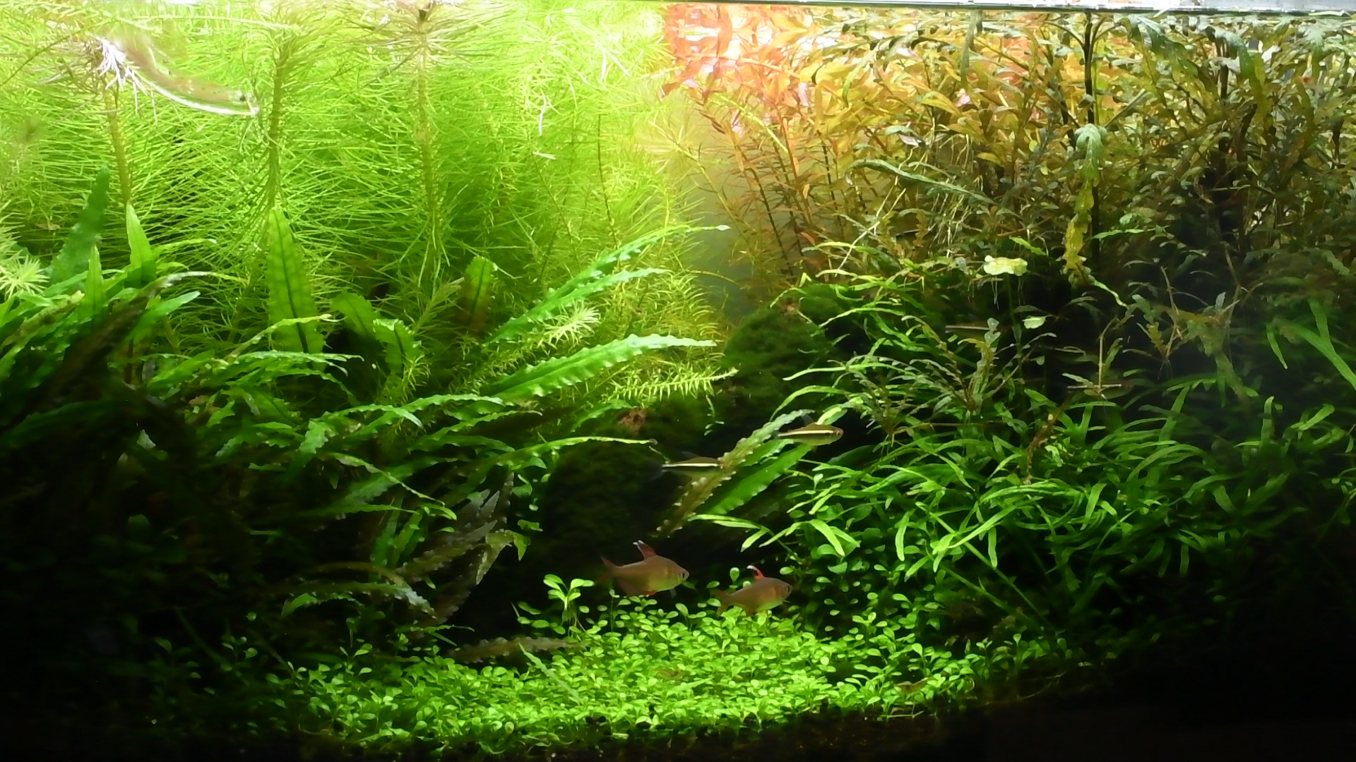 開封&レビュー：ADA アクアスカイ RGB 60 シルバー