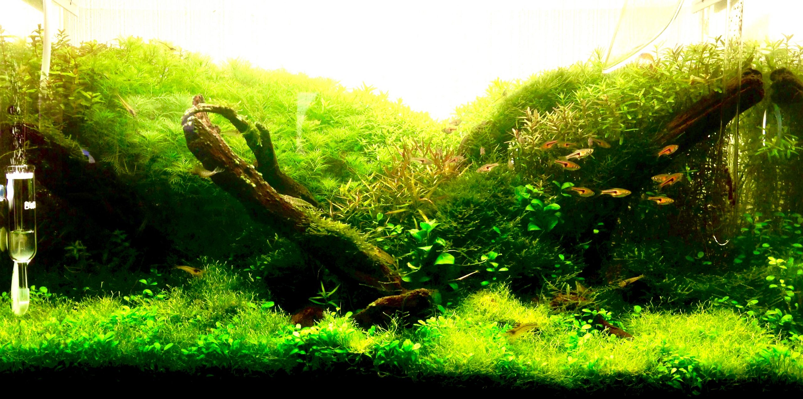 引取限定ADA 水槽 60 ウッドキャビネット