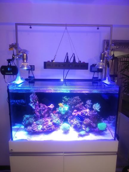 サンゴ水槽照明【ブラックボックス】は本当に効果ある❔ | aqua-eyes