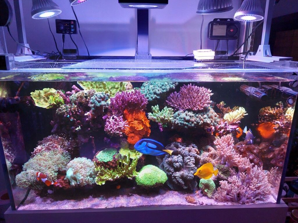 人工ライブロックの問題を一発で解消してくれる物を発見❗実際の使用感