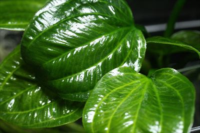 エキノドルスサターン 2000 エキノドルス・サターン水槽 その1