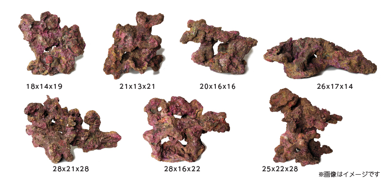 オーシャンロック|ORCA｜MMC企画 レッドシー事業部