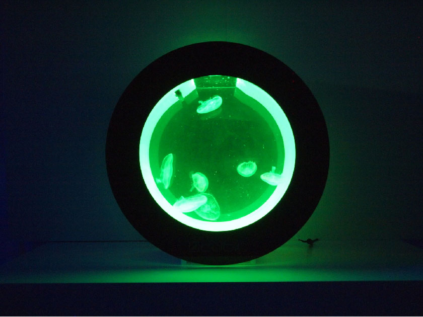 にこちゃんさんさ専用キュービック クラゲ水槽 オービット20