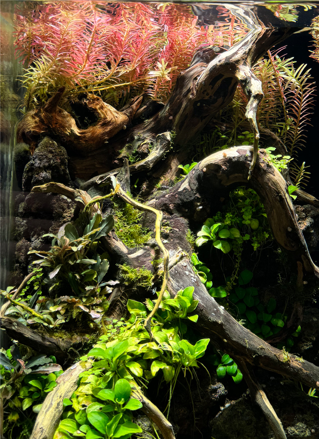 Tropical RAYS Ultra PPFD｜MMC企画 レッドシー事業部